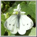 Pieris napi - Gruenaderweissling w10.jpg